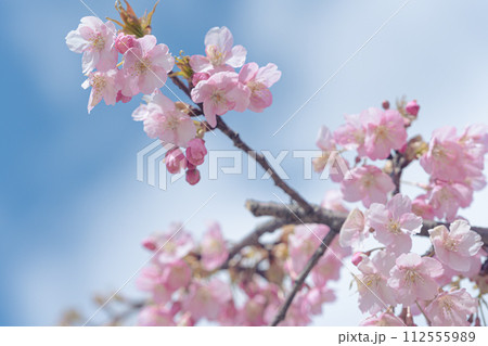 青空を背景にした河津桜 112555989