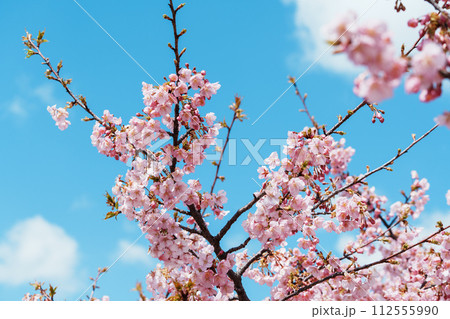 春の訪れを告げる河津桜 112555990