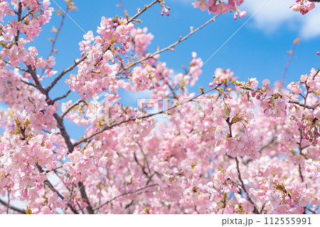 青空に映える満開の河津桜 112555991