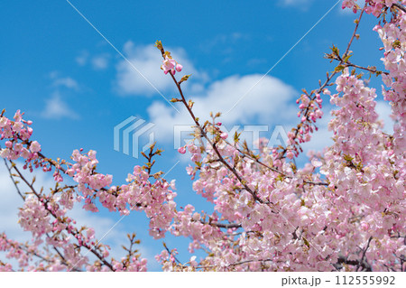 青空に映える満開の河津桜 112555992