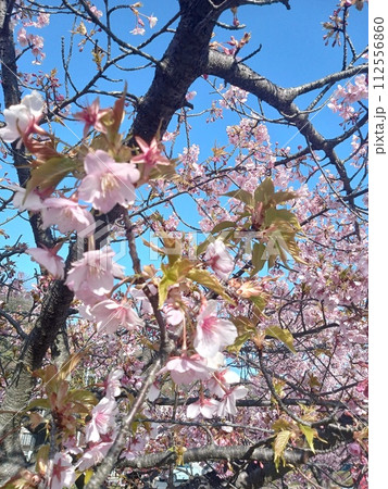 河津桜 河津桜 112556860