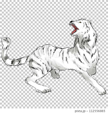 白虎の手描きのイラスト 112556865