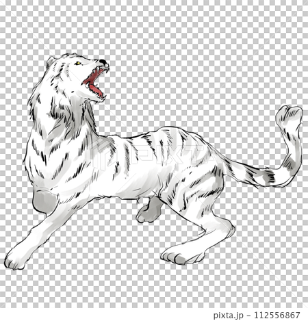 白虎の手描きのイラスト 112556867