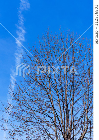 澄み渡る青空と飛行機雲を背景に新芽を覗かせるプラタナス　2024年春奈良市街の住宅地にて①　 112556901