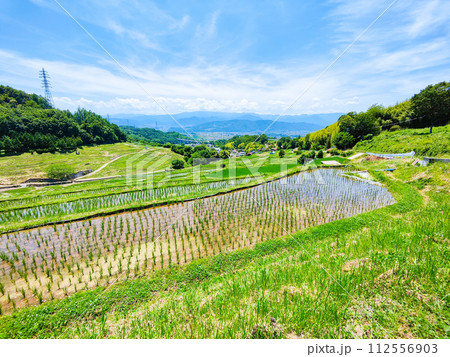 稲倉の棚田（6月） 112556903