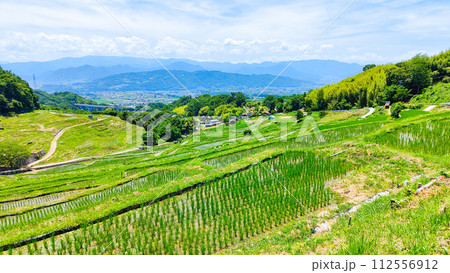 稲倉の棚田（6月） 112556912