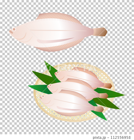 福井県の若狭カレイのイラスト 112556958