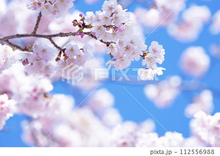 青空バックの桜 112556988