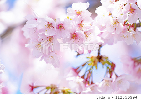 青空バックの桜 青空バックの桜 112556994