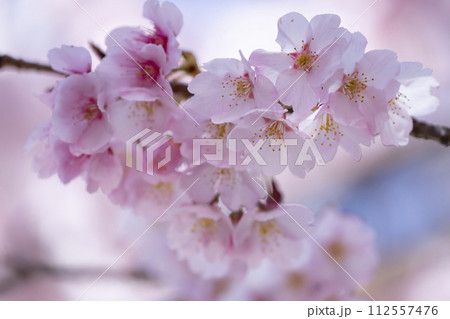 青空バックの桜 青空バックの桜 112557476