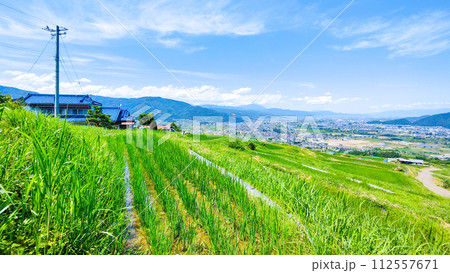 姨捨の棚田（6月） 112557671