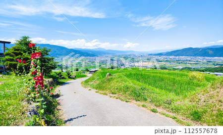 姨捨の棚田（6月） 112557678