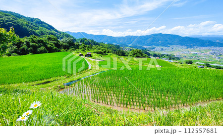 姨捨の棚田(6月) 姨捨の棚田(6月) 112557681