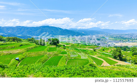 姨捨の棚田（6月） 112557693