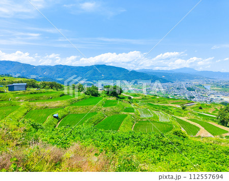 姨捨の棚田（6月） 112557694