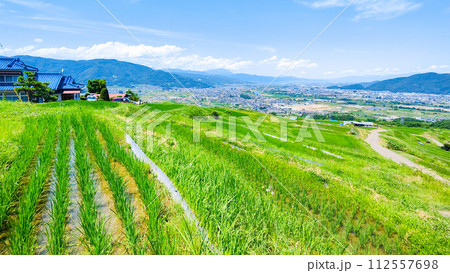 姨捨の棚田（6月） 112557698