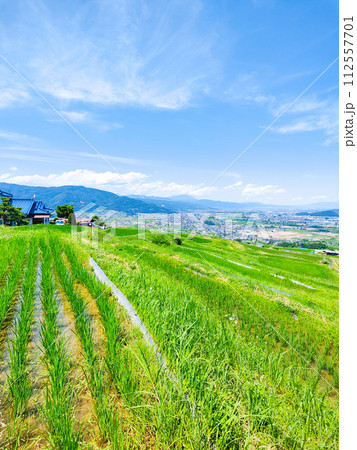姨捨の棚田（6月） 112557701