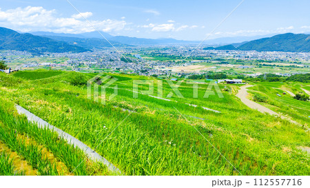 姨捨の棚田（6月） 112557716