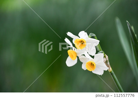 スイセン スイセン 112557776