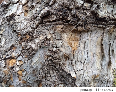 公園のクローズアップの古木の幹 112558203