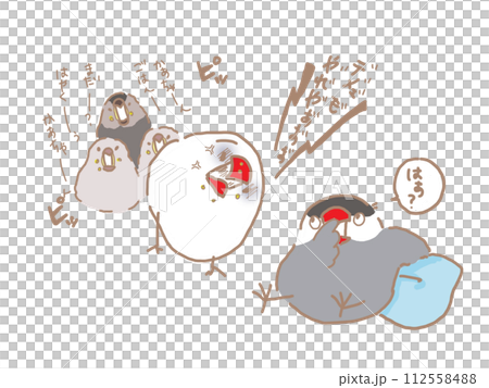 ワンオペ育児の白文鳥と鼻くそほじる桜文鳥 112558488