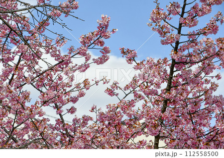 京都 淀水路の河津桜 112558500
