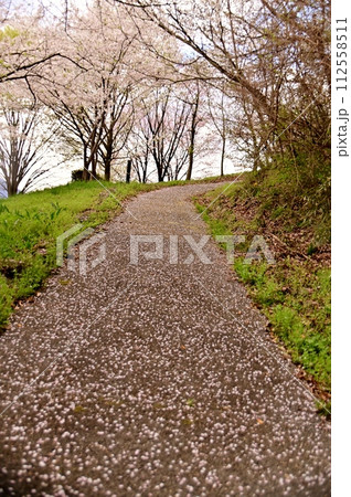 桜の花弁で彩られた遊歩道 112558511