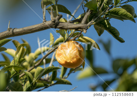 鳥に食べられた八朔みかん 鳥害 鳥に食べられた八朔みかん 鳥害 112558603