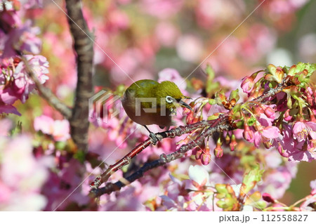 静岡県沼津市井田　ピンクが鮮やかな早咲きの河津桜とメジロ 112558827