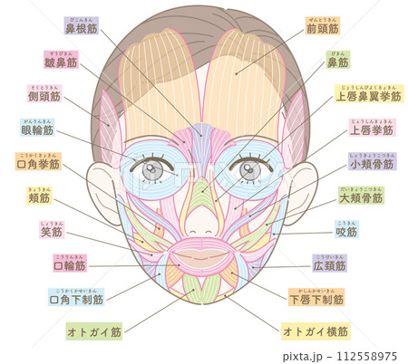 顔の筋肉 髪型あり 名称あり 女性 顔の筋肉 髪型あり 名称あり 女性 112558975