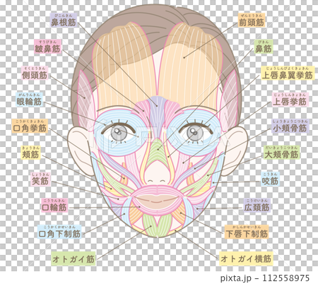 Facial muscles, hairstyle, name, female Facial muscles, hairstyle, name, female 112558975