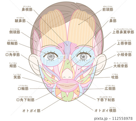 顔の筋肉　髪型あり　名称あり　文字カラーなし　女性 112558978