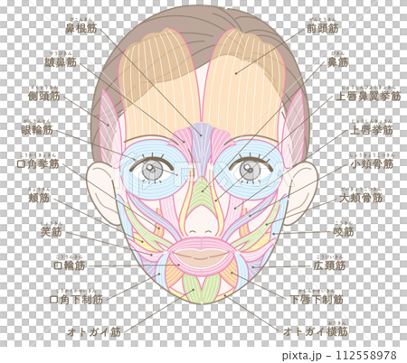 Facial muscles, hair style, name, no text color, female 112558978