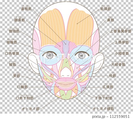 Facial muscles, no hairstyle, name, no text color, female Facial muscles, no hairstyle, name, no text color, female 112559051