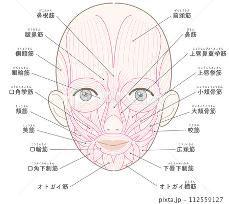 顔の筋肉 筋肉線画 名称あり 女性 顔の筋肉 筋肉線画 名称あり 女性 112559127