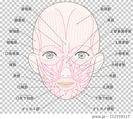 Facial muscles muscle line drawing with name female Facial muscles muscle line drawing with name female 112559127