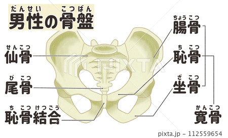 リアルな男性の骨盤の構造　わかりやすい日本語図解イラスト 112559654