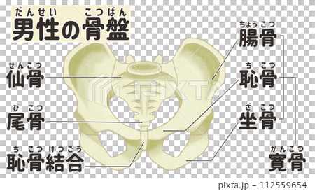 リアルな男性の骨盤の構造　わかりやすい日本語図解イラスト 112559654