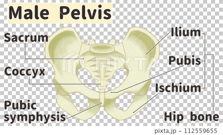 Realistic male pelvis structure and names - easy-to-understand English illustrations 112559655