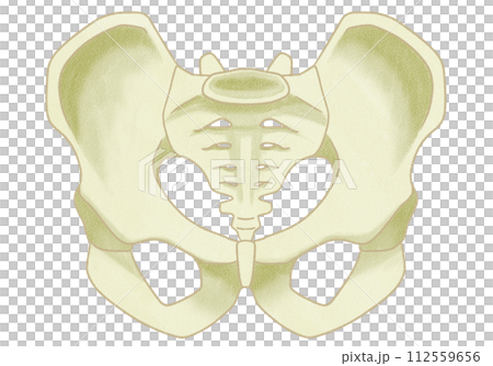 Realistic male pelvis structure - easy to understand illustrations 112559656