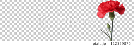 白色背景的康乃馨圖像 白色背景的康乃馨圖像 112559876