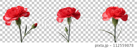 白色背景的康乃馨圖像 112559878