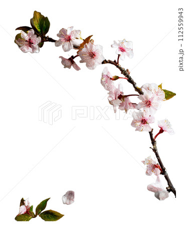 桜の枝フレーム素材のイラスト素材 [112559943] - PIXTA