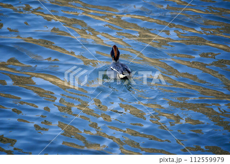 信濃川・やすらぎ堤の小鴨(こがも) 112559979