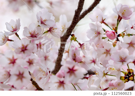 春の日差しを浴びて輝く満開の桜 112560023