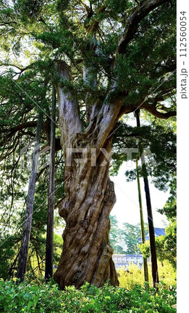 神奈川県小田原市 小田原城のイヌマキの木 神奈川県小田原市 小田原城のイヌマキの木 112560054