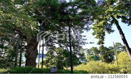 神奈川県小田原市　小田原城のイヌマキの木 112560055