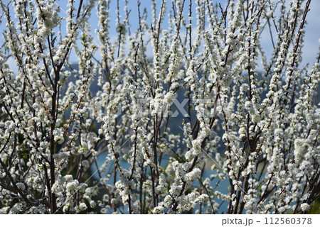 花 フラワー お花 112560378