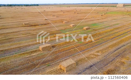 Square bales of pressed wheat straw lie on the field after the wheat harvest at sunset and dawn. Compressed straw bales on farm land after harvest. Agricultural farming industry. Agrarian industrial 112560406