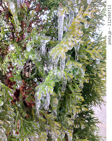 Icicles on evergreen thuja branches close-up. Icicles from water ice on leaves of bush tree on winter day. Frozen branches. ice-covered coniferous plant. Nature background. Natural backdrop 112560711